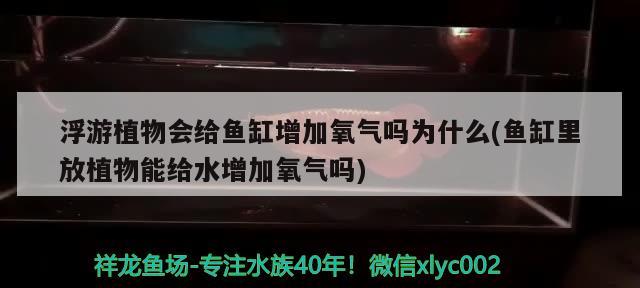 浮游植物会给鱼缸增加氧气吗为什么(鱼缸里放植物能给水增加氧气吗) 麦肯斯银版鱼