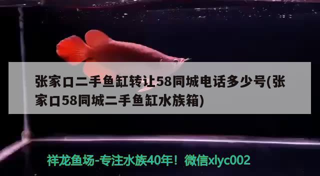 张家口二手鱼缸转让58同城电话多少号(张家口58同城二手鱼缸水族箱) 鱼缸/水族箱