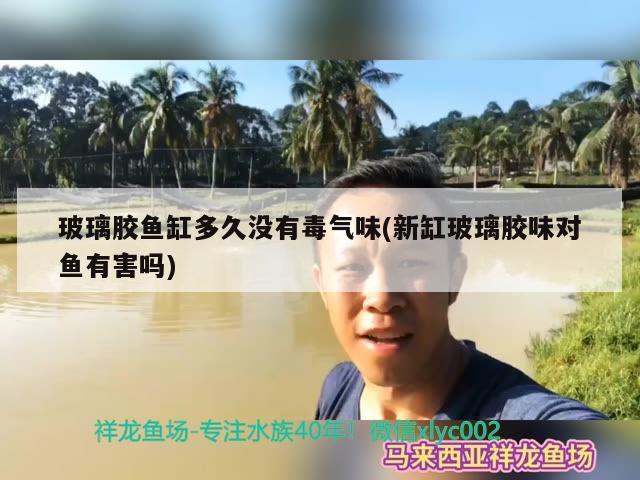 玻璃胶鱼缸多久没有毒气味(新缸玻璃胶味对鱼有害吗) 虎纹银版鱼