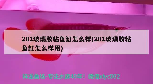 201玻璃胶粘鱼缸怎么样(201玻璃胶粘鱼缸怎么样用) 超血红龙鱼