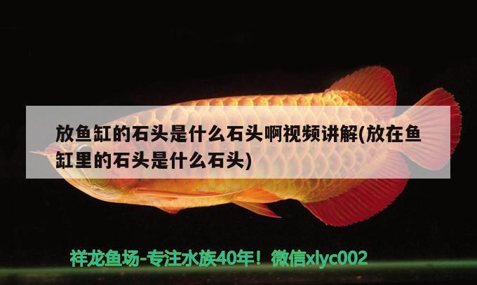 放鱼缸的石头是什么石头啊视频讲解(放在鱼缸里的石头是什么石头) 三色锦鲤鱼