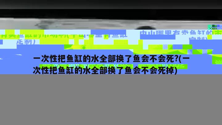 一次性把鱼缸的水全部换了鱼会不会死?(一次性把鱼缸的水全部换了鱼会不会死掉) 白子银版鱼