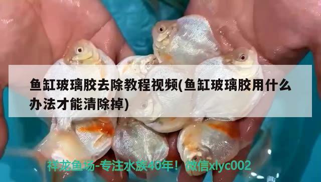 鱼缸玻璃胶去除教程视频(鱼缸玻璃胶用什么办法才能清除掉) 黑水素