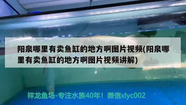 阳泉哪里有卖鱼缸的地方啊图片视频(阳泉哪里有卖鱼缸的地方啊图片视频讲解) 赤荔凤冠鱼