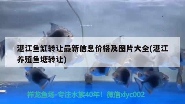 湛江鱼缸转让最新信息价格及图片大全(湛江养殖鱼塘转让) 非洲金鼓鱼