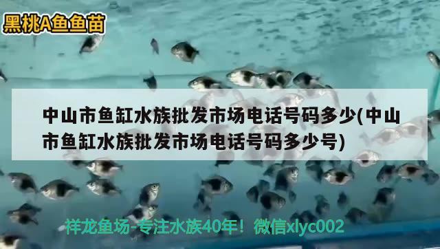 中山市鱼缸水族批发市场电话号码多少(中山市鱼缸水族批发市场电话号码多少号)