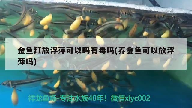 金鱼缸放浮萍可以吗有毒吗(养金鱼可以放浮萍吗) BD魟鱼