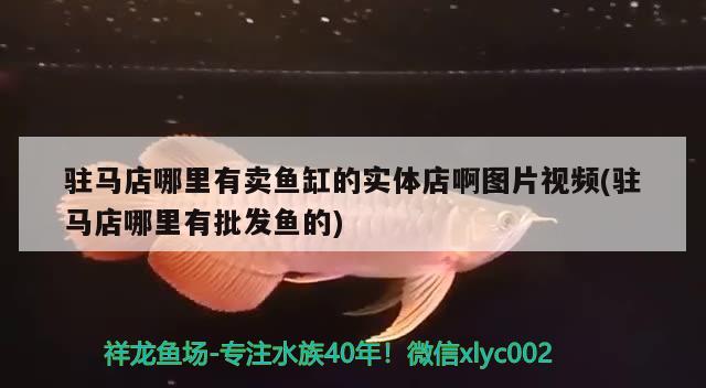 驻马店哪里有卖鱼缸的实体店啊图片视频(驻马店哪里有批发鱼的) 祥龙赫舞红龙鱼