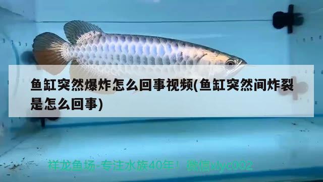 鱼缸突然爆炸怎么回事视频(鱼缸突然间炸裂是怎么回事) 黄金河虎鱼