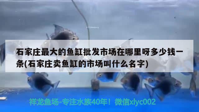 石家庄最大的鱼缸批发市场在哪里呀多少钱一条(石家庄卖鱼缸的市场叫什么名字)