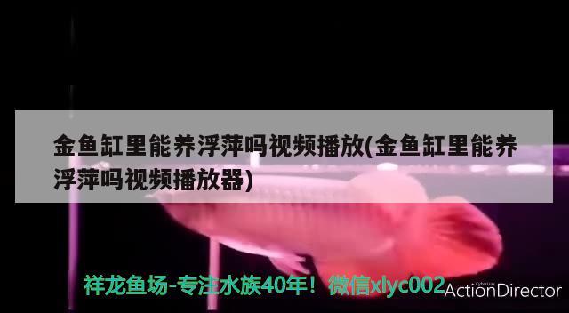 金鱼缸里能养浮萍吗视频播放(金鱼缸里能养浮萍吗视频播放器) 非洲金鼓鱼