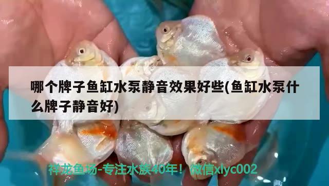 哪个牌子鱼缸水泵静音效果好些(鱼缸水泵什么牌子静音好) 鱼缸水泵