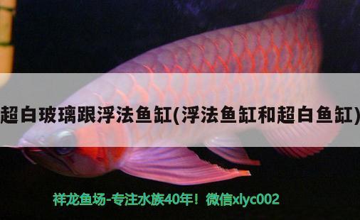 超白玻璃跟浮法鱼缸(浮法鱼缸和超白鱼缸) 祥龙水族滤材/器材