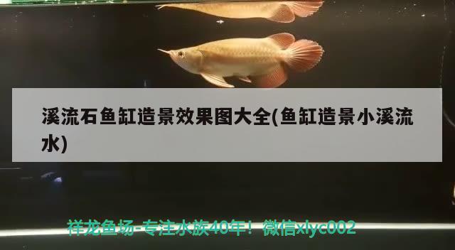 溪流石鱼缸造景效果图大全(鱼缸造景小溪流水) 野生埃及神仙鱼