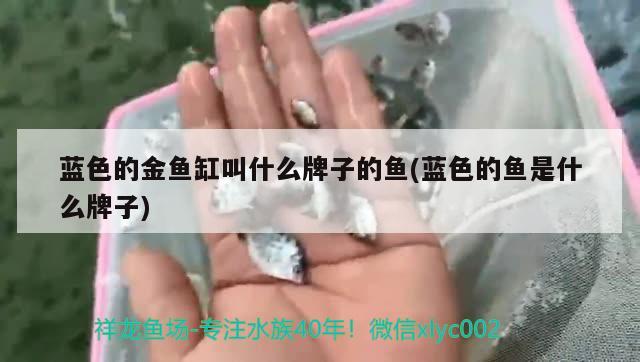 蓝色的金鱼缸叫什么牌子的鱼(蓝色的鱼是什么牌子) 祥龙进口元宝凤凰鱼