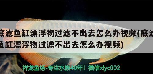 底滤鱼缸漂浮物过滤不出去怎么办视频(底滤鱼缸漂浮物过滤不出去怎么办视频) 红勾银版鱼