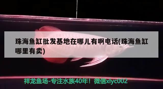 珠海鱼缸批发基地在哪儿有啊电话(珠海鱼缸哪里有卖) 非洲象鼻鱼