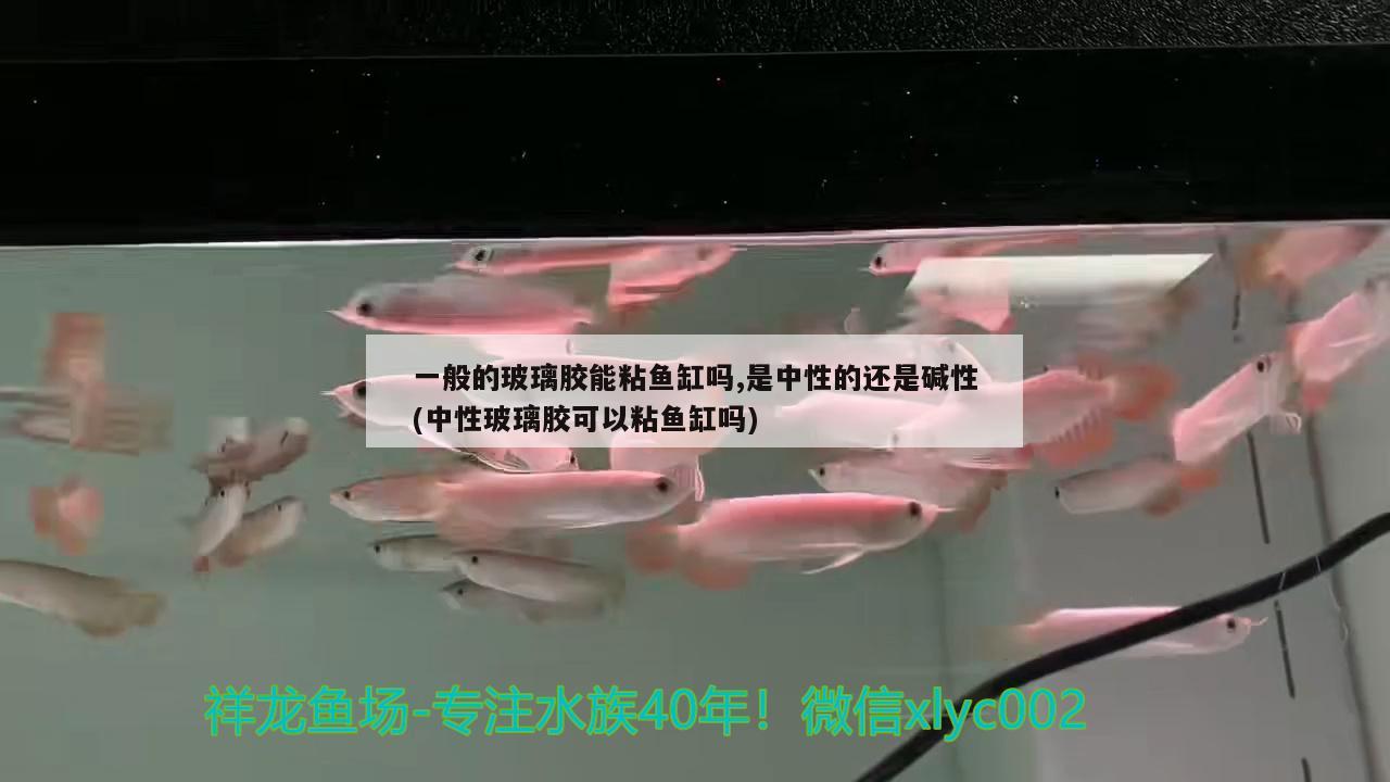 一般的玻璃胶能粘鱼缸吗,是中性的还是碱性(中性玻璃胶可以粘鱼缸吗) 祥龙超血红龙鱼