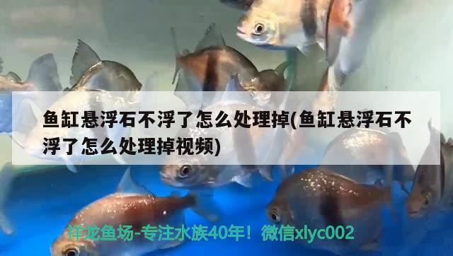 鱼缸悬浮石不浮了怎么处理掉(鱼缸悬浮石不浮了怎么处理掉视频)