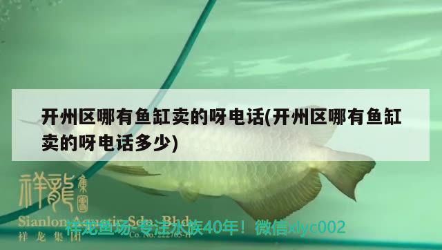 开州区哪有鱼缸卖的呀电话(开州区哪有鱼缸卖的呀电话多少) 白子银版鱼