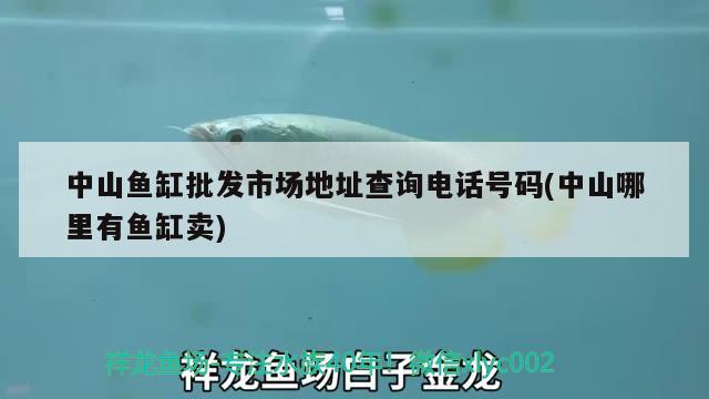 中山鱼缸批发市场地址查询电话号码(中山哪里有鱼缸卖) 福虎/异型虎鱼/纯色虎鱼