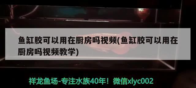 鱼缸胶可以用在厨房吗视频(鱼缸胶可以用在厨房吗视频教学) 申古三间鱼