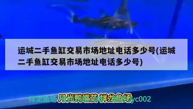 运城二手鱼缸交易市场地址电话多少号(运城二手鱼缸交易市场地址电话多少号) 七纹巨鲤鱼