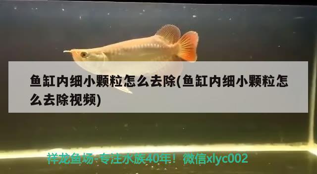 鱼缸内细小颗粒怎么去除(鱼缸内细小颗粒怎么去除视频) 苏虎苗（苏门答腊虎鱼苗）