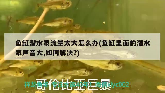 鱼缸潜水泵流量太大怎么办(鱼缸里面的潜水泵声音大,如何解决?) 星点金龙鱼