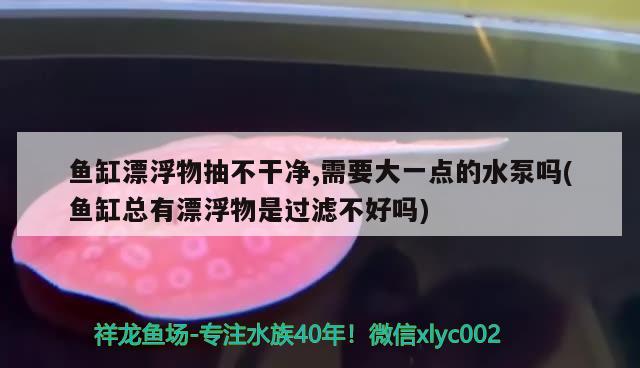 鱼缸漂浮物抽不干净,需要大一点的水泵吗(鱼缸总有漂浮物是过滤不好吗) 南美异形观赏鱼