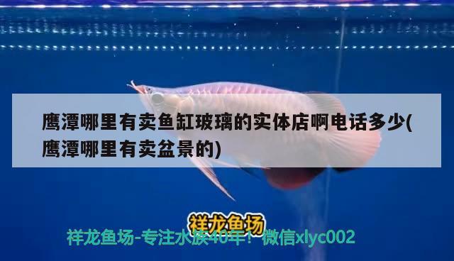 鹰潭哪里有卖鱼缸玻璃的实体店啊电话多少(鹰潭哪里有卖盆景的) 红眼黄化幽灵火箭鱼|皇家火箭鱼 第2张