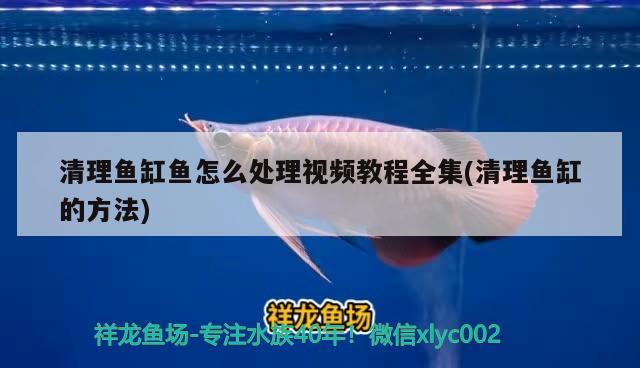 清理鱼缸鱼怎么处理视频教程全集(清理鱼缸的方法) 广州水族器材滤材批发市场