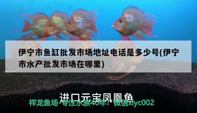 伊宁市鱼缸批发市场地址电话是多少号(伊宁市水产批发市场在哪里) 一眉道人鱼苗