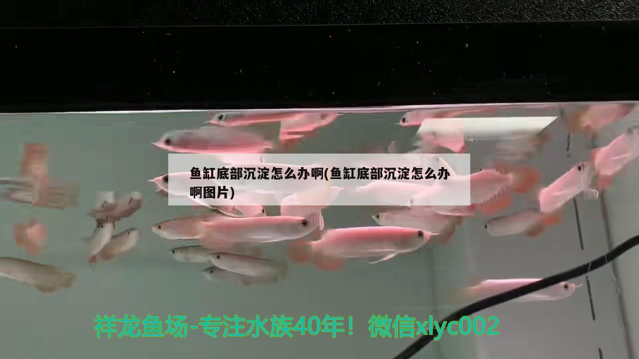 鱼缸底部沉淀怎么办啊(鱼缸底部沉淀怎么办啊图片)