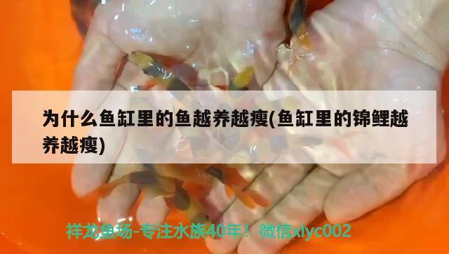 为什么鱼缸里的鱼越养越瘦(鱼缸里的锦鲤越养越瘦) 广州水族器材滤材批发市场