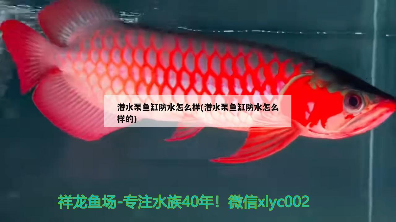 潜水泵鱼缸防水怎么样(潜水泵鱼缸防水怎么样的)