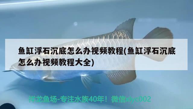 鱼缸浮石沉底怎么办视频教程(鱼缸浮石沉底怎么办视频教程大全)