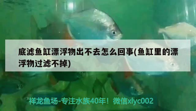 底滤鱼缸漂浮物出不去怎么回事(鱼缸里的漂浮物过滤不掉) 鱼缸百科