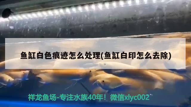 鱼缸白色痕迹怎么处理(鱼缸白印怎么去除) 鱼缸等水族设备