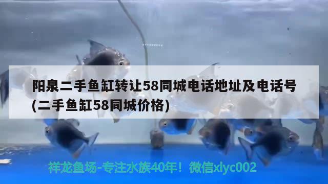 阳泉二手鱼缸转让58同城电话地址及电话号(二手鱼缸58同城价格)