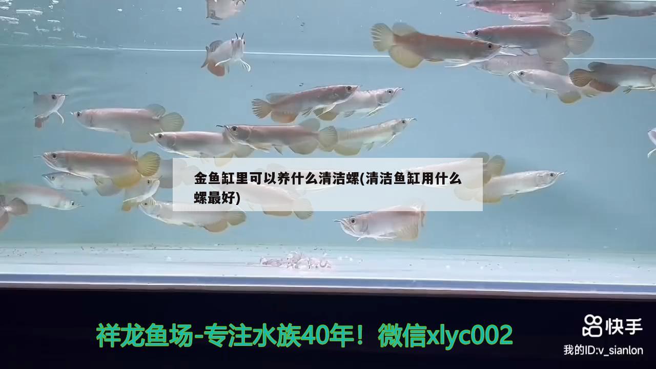 金鱼缸里可以养什么清洁螺(清洁鱼缸用什么螺最好) 纯血皇冠黑白魟鱼