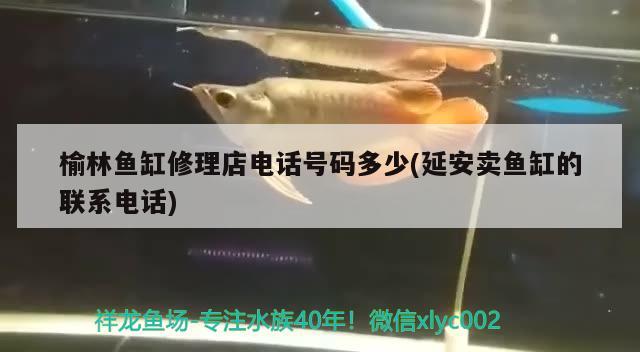 榆林鱼缸修理店电话号码多少(延安卖鱼缸的联系电话) 广州水族器材滤材批发市场