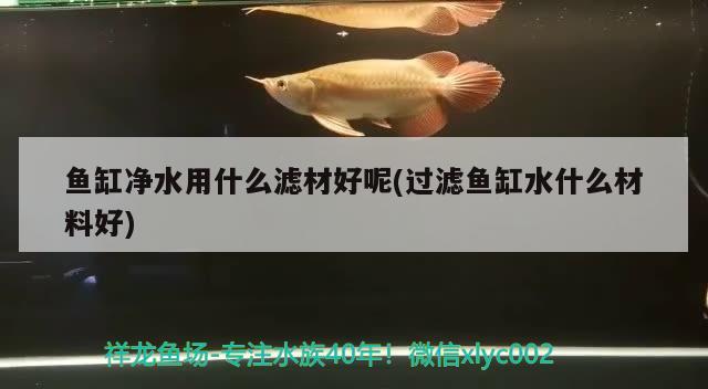 鱼缸净水用什么滤材好呢(过滤鱼缸水什么材料好) 羽毛刀鱼苗