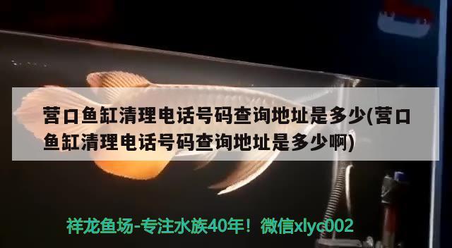 营口鱼缸清理电话号码查询地址是多少(营口鱼缸清理电话号码查询地址是多少啊) 魟鱼百科