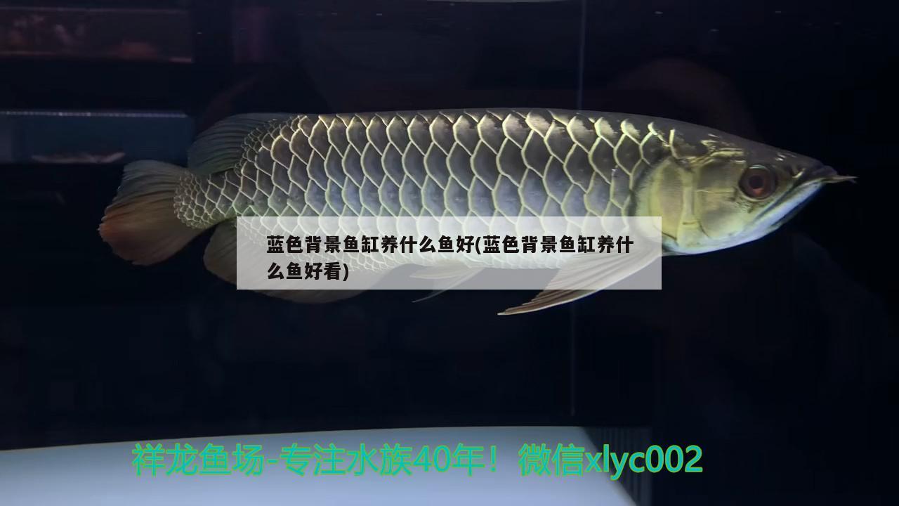 蓝色背景鱼缸养什么鱼好(蓝色背景鱼缸养什么鱼好看)