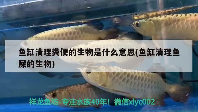 鱼缸清理粪便的生物是什么意思(鱼缸清理鱼屎的生物)