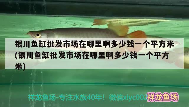 银川鱼缸批发市场在哪里啊多少钱一个平方米(银川鱼缸批发市场在哪里啊多少钱一个平方米)