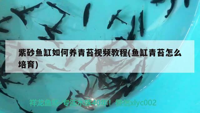 紫砂鱼缸如何养青苔视频教程(鱼缸青苔怎么培育)