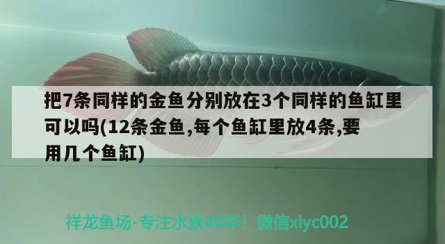 把7条同样的金鱼分别放在3个同样的鱼缸里可以吗(12条金鱼,每个鱼缸里放4条,要用几个鱼缸) 黄金招财猫鱼