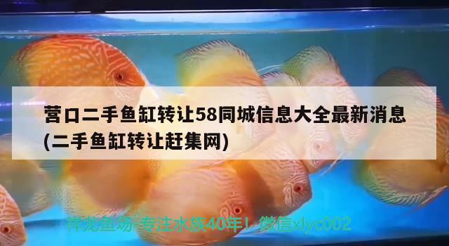 营口二手鱼缸转让58同城信息大全最新消息(二手鱼缸转让赶集网)